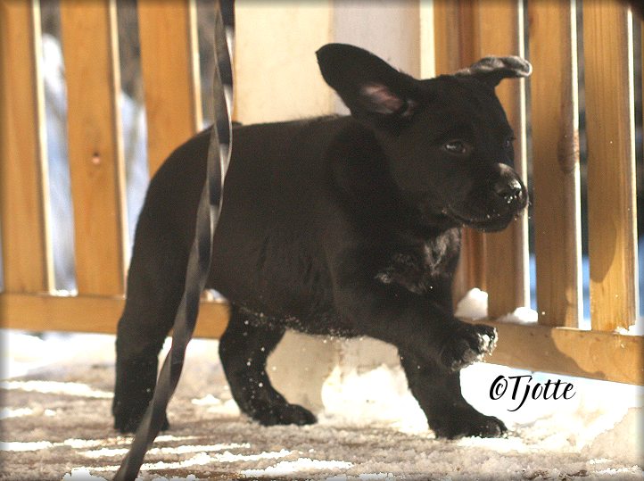 Tjotte's Fab Flippin Tastic