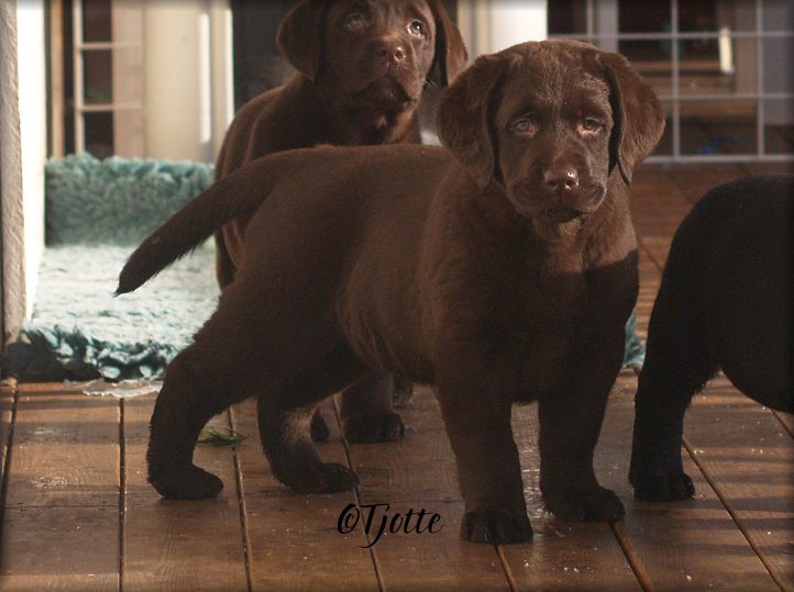 @ 8 weeks