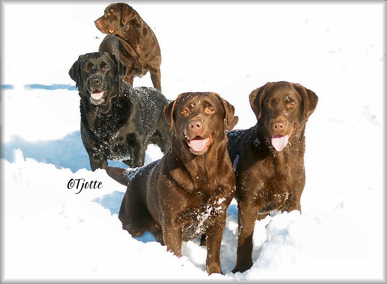 Gucci * Panter * Annie * Sabrina