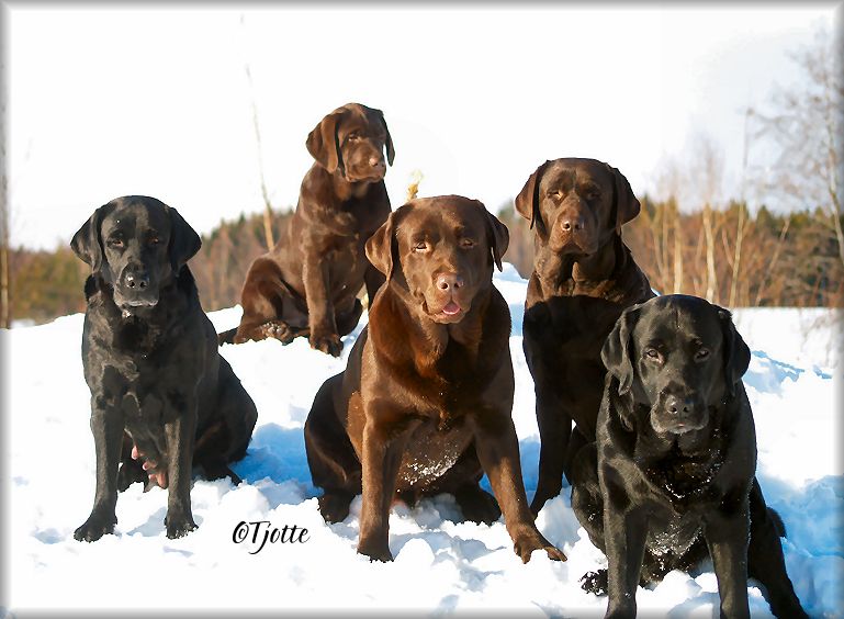 Payton * Brago * Bark * Gucci * Panter