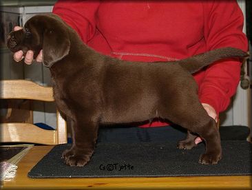 Goodwill @ 7 weeks