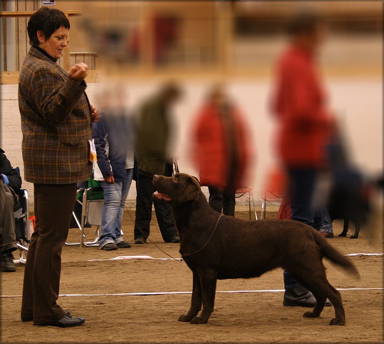 Vinna Winning Intermediateclass and 2nd Best bitch