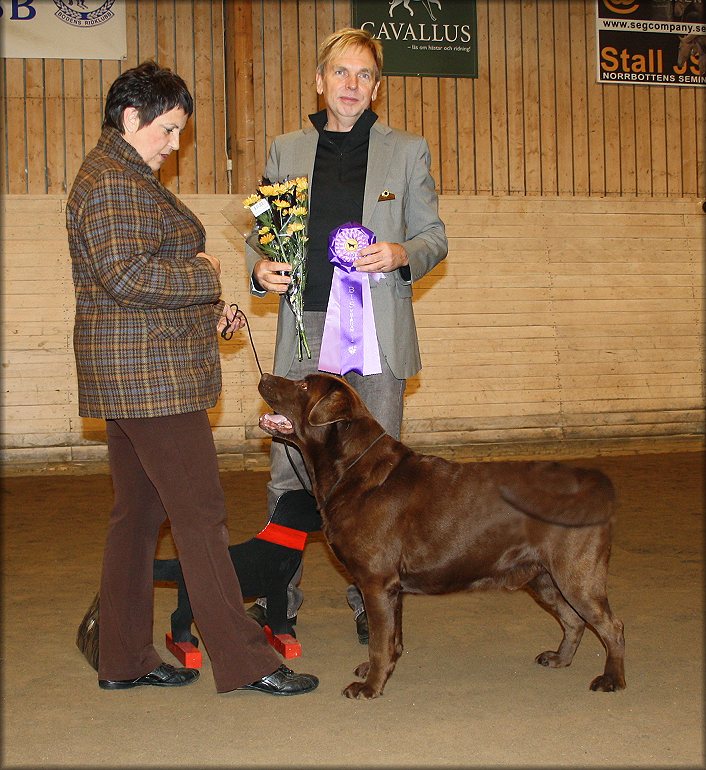 Yffrey Winning Best In Show under Thord Lundborg