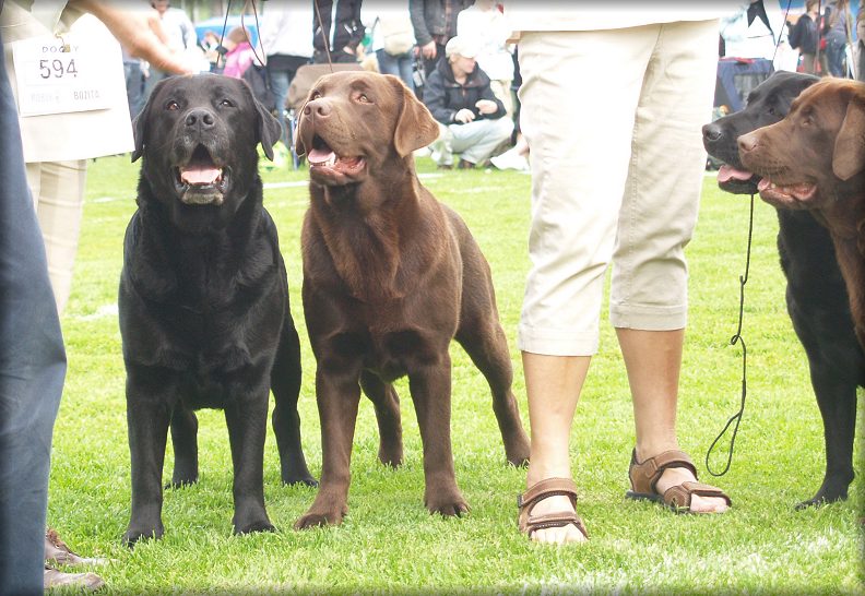 Bracke - Bark  - Payton - Vinna