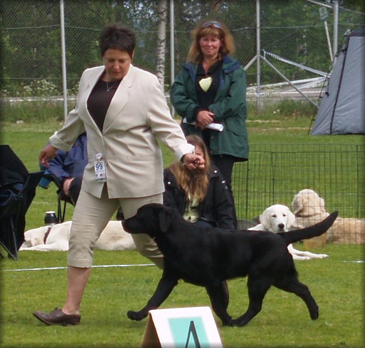 BIS Puppy in action !!