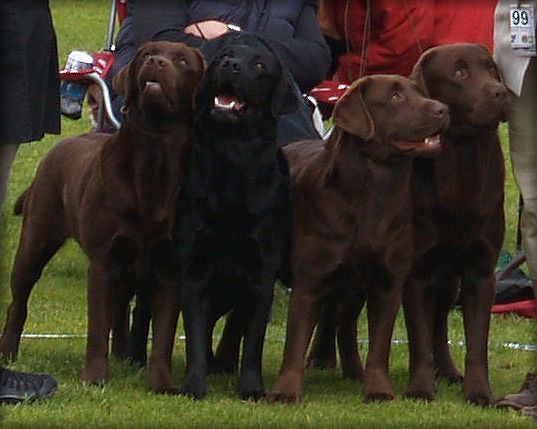 The "gang" saturday - BIS:2 Breedersgroup