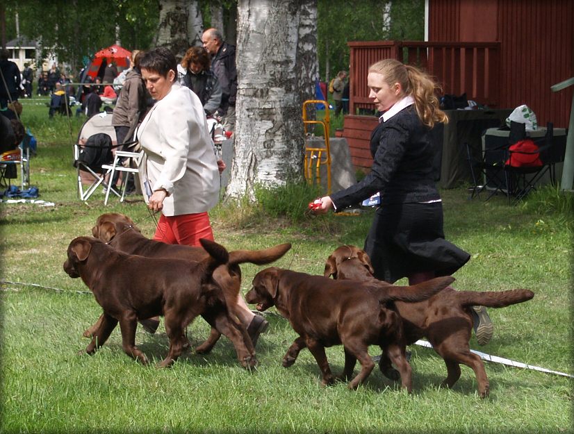 The "Gang" sunday winning BEST IN SHOW