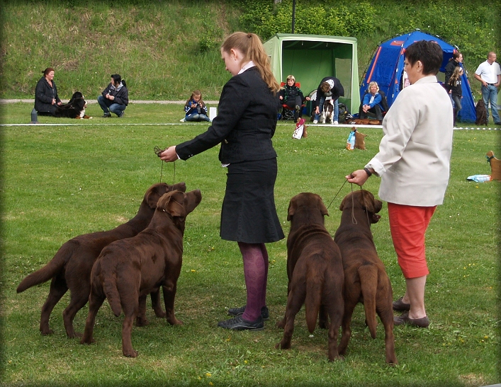 The "Gang" sunday winning BEST IN SHOW