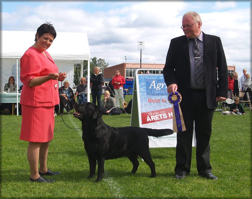 Bracke BIS Veteran under Curt Nilsson (9&frac12; years) SKK All Breed Show