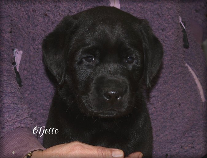 Tjottes Glad To Come @ 7 weeks (Glada)