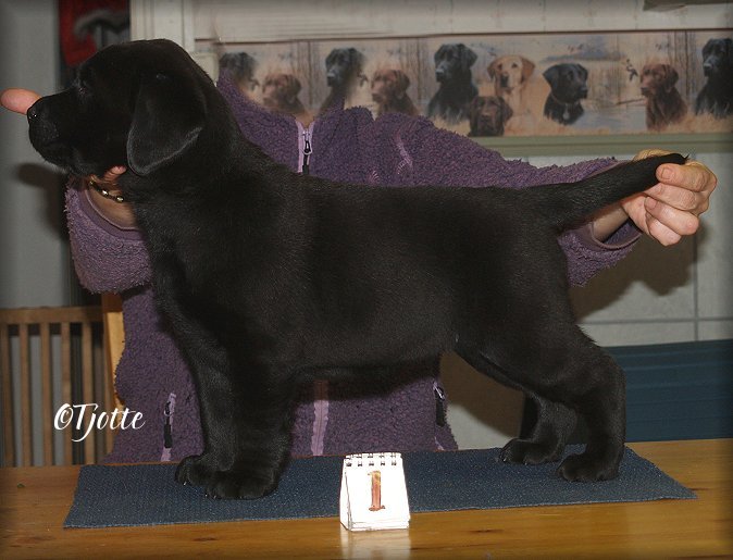 Tjottes Glad To Come @ 7 weeks (Glada)