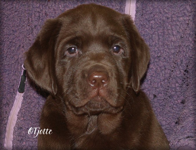 Tjottes Good Vibration @ 7 weeks (Brago)
