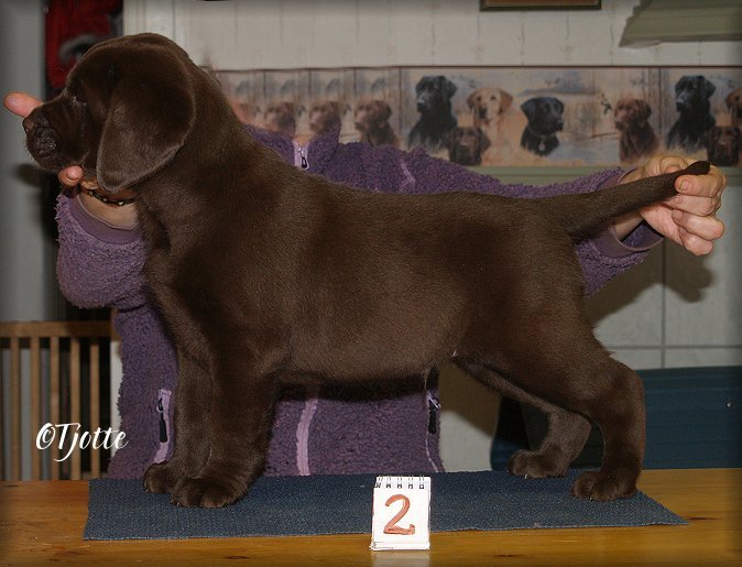 Tjottes Good Vibration @ 7 weeks (Brago)