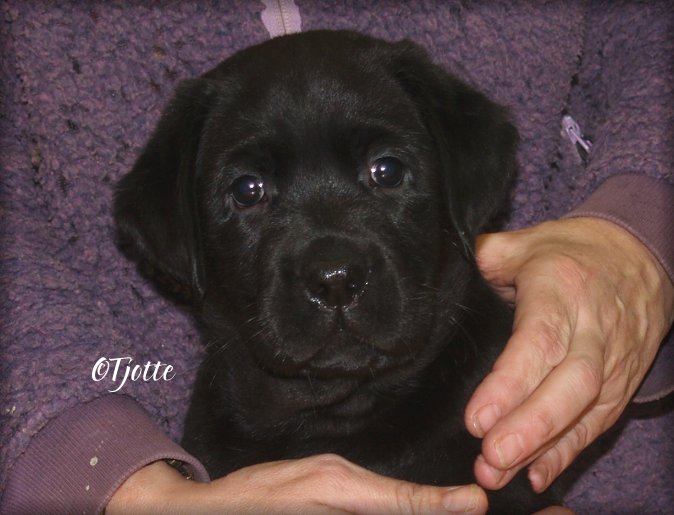 Tjottes Got The Blues @ 7 weeks (Blues)