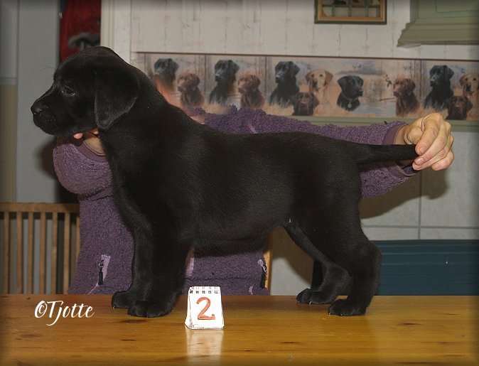 Tjottes Got The Blues @ 7 weeks (Blues)