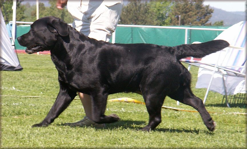 Bracke on the move...