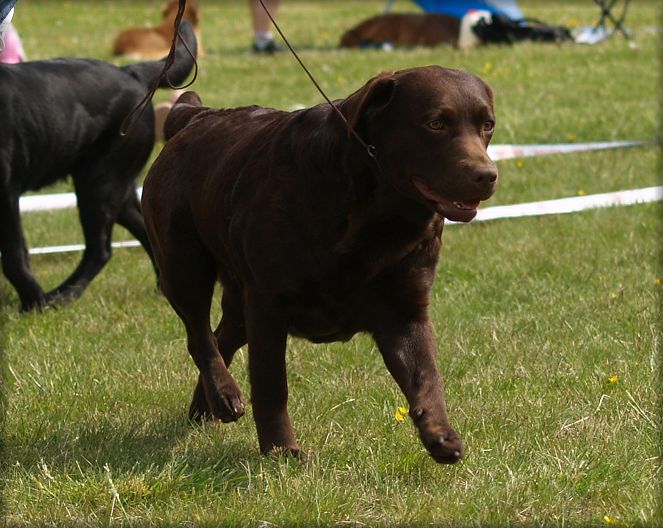 Millie