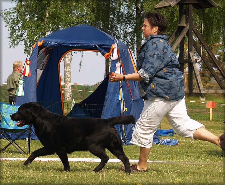 Bracke winning Best Veteran in Show