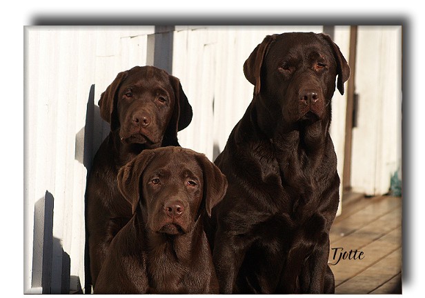 Milo in front,, brother Brago and mother Gucci
