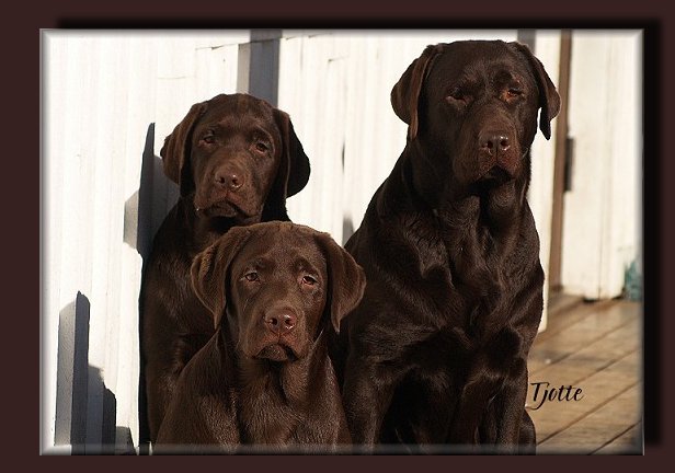 Gucci and 2 of her son's from her first litter ( both are now CC Winners before 1 years old !