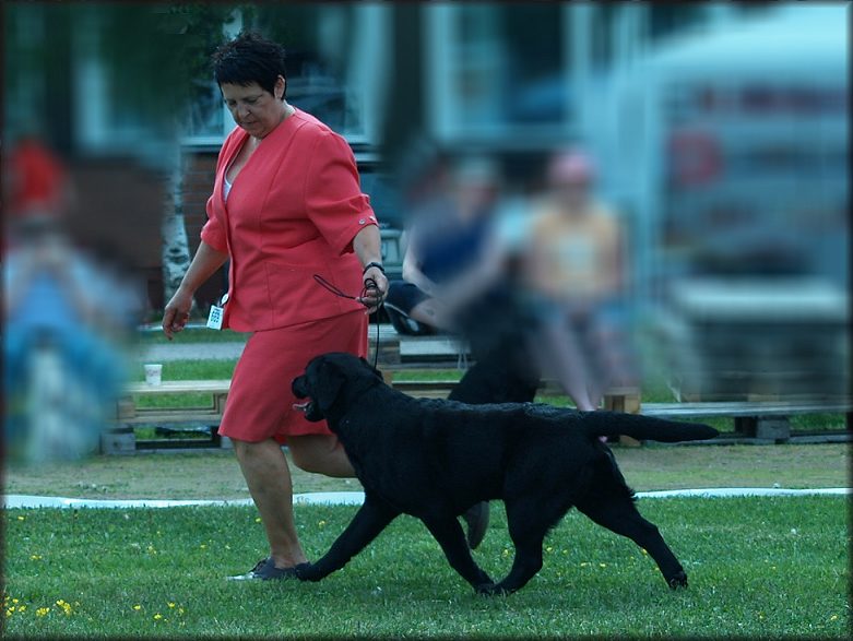 In Action,,, BIS:3 Gällivare SKK All breed show, @ 7 months