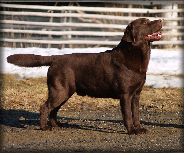 Bark @  3 years