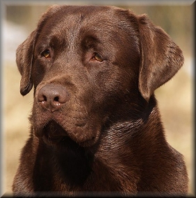 Bark @  2 &frac12;  years