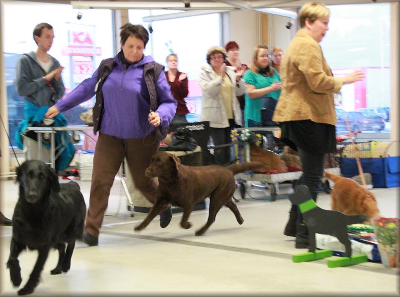 Flying to the titel :-)) BEST IN SHOW ! Her last show in Sweden !
