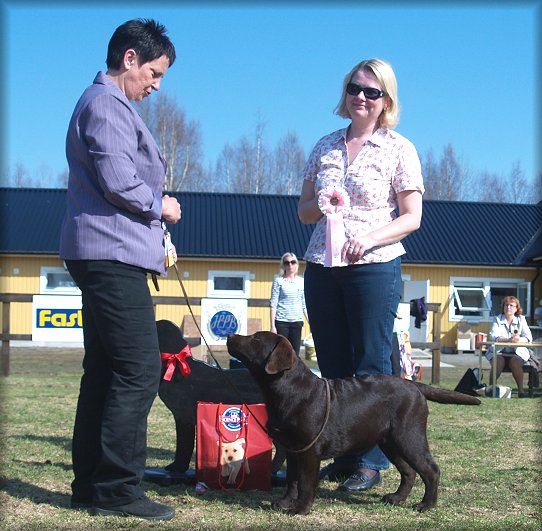 BEST IN SHOW Puppy