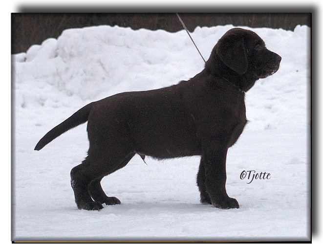 Brago @ 9 weeks