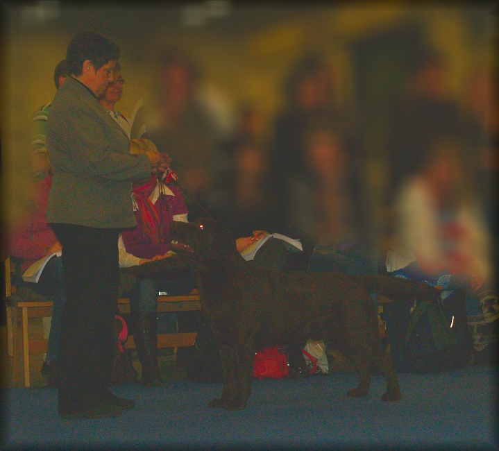 Goodwill winning the titel NordV-09 ,  CC Cacib and BOS