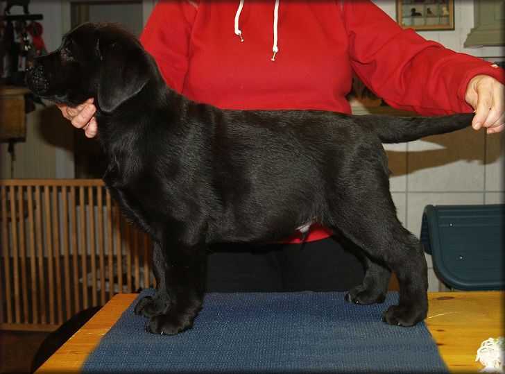 9 weeks