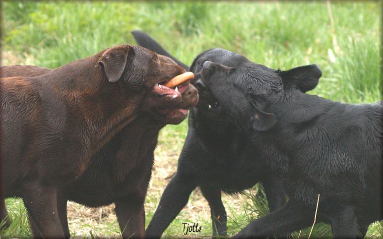 Bark,Payton,Panter & Annie