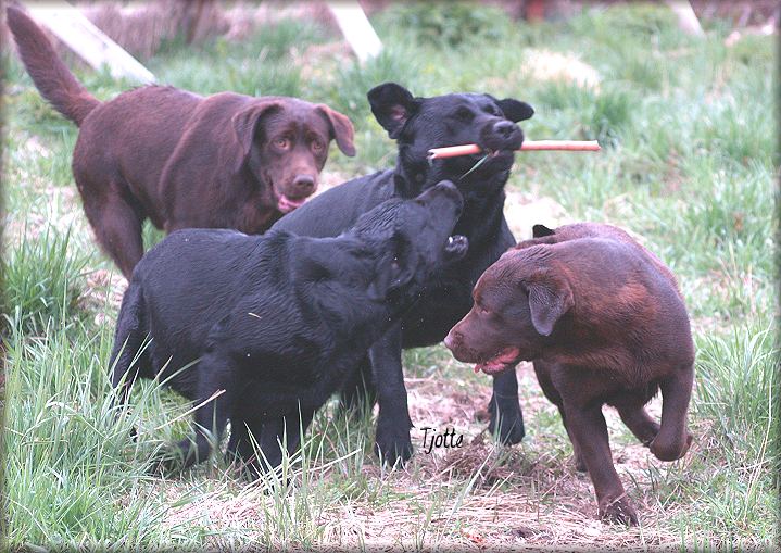 Bark,Payton,Panter & Annie