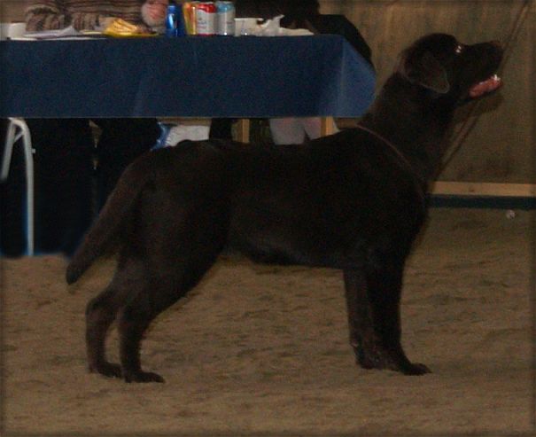Zorro @ 7 months