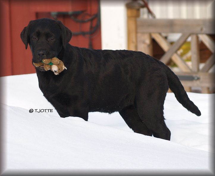 14 weeks