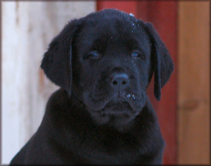 @ 8 weeks