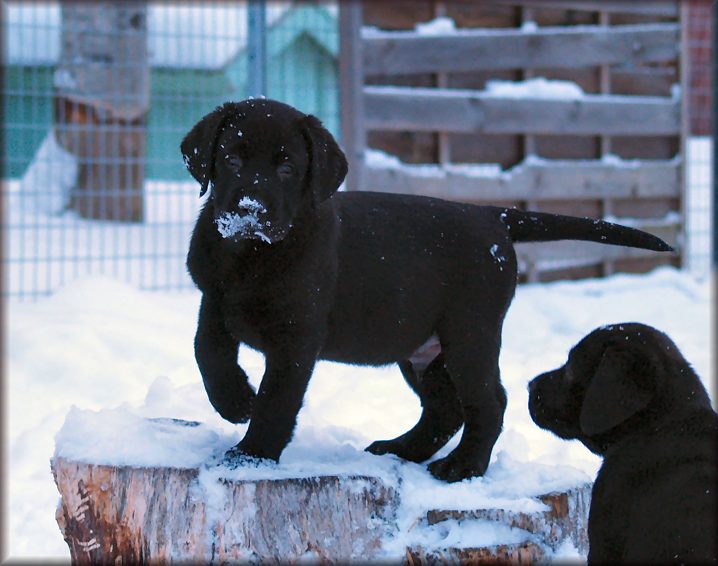 @ 8 weeks