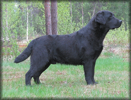 Pentti @ 13 months