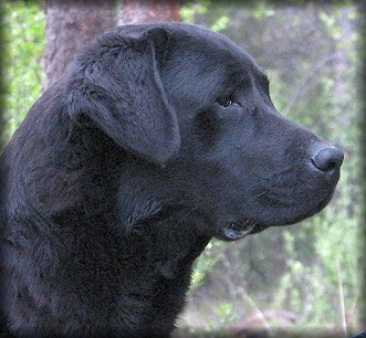 Pentti @ 13 months