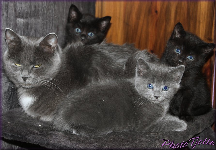 Kittens for sale,,