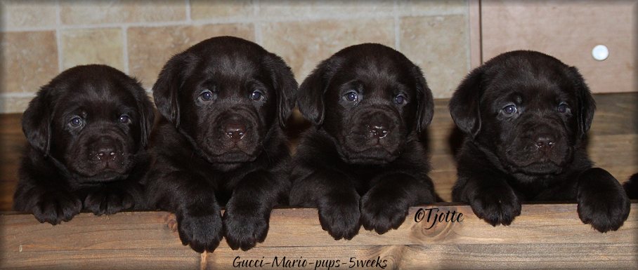Gucci's pups now 5 weeks
