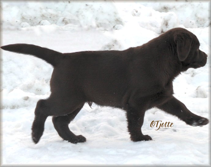 10 weeks