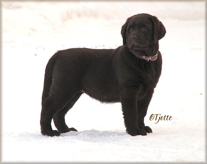 10 weeks