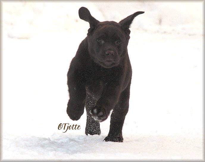 10 weeks