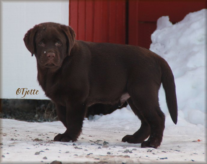 10 weeks