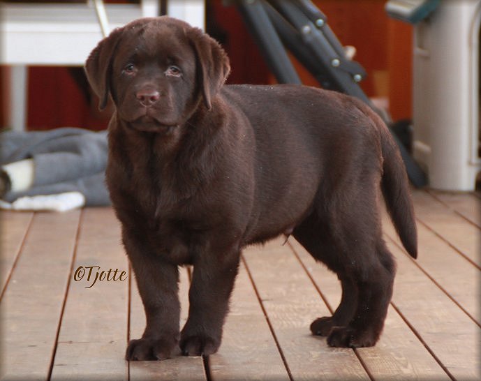 10 weeks