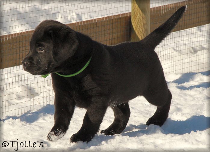 6 weeks