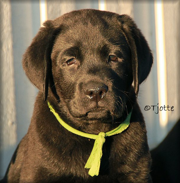 8 weeks