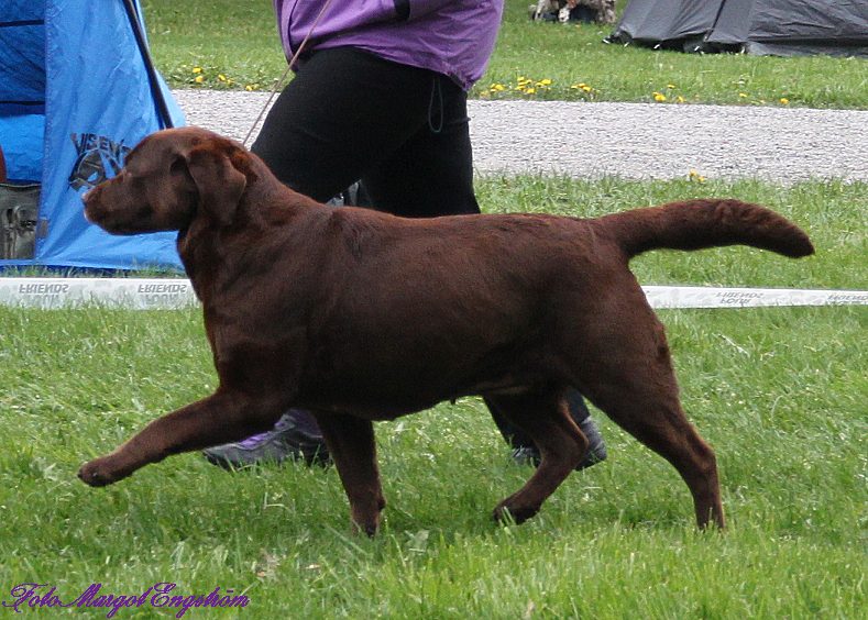 Vinna Best of Breed Saturday